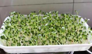 种的菜发芽了 蔬菜发芽了怎么种