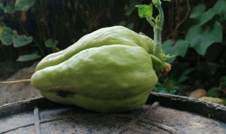 佛手瓜怎么能发芽 佛手瓜发芽了怎么种