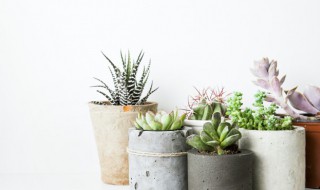 旺财又旺宅的植物 招财又旺宅的多肉植物是哪种