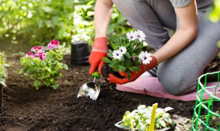院子种什么树招财又旺宅 院子里种植植物招财又旺宅