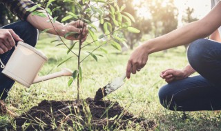 八种植物招财又旺宅 庭院几种植物招财又旺宅