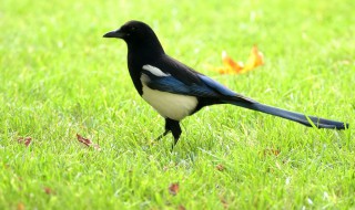 马嘎子是什么意思 马嘎子叫有什么兆头吗