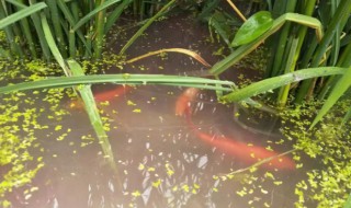 稻田养鱼适合养什么鱼 稻田适合养什么鱼