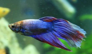 迷你鱼缸适合养什么鱼招财 迷你鱼缸适合养什么鱼