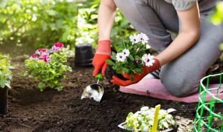 男生适合养什么花有意义 男生适合养什么花