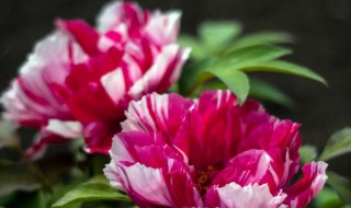 属马的适合养啥花 属马的适合养什么花好