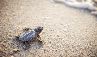 懒人适合养什么宠物最好便宜 懒人适合养什么宠物