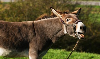 小毛驴吃什么食物 驴吃什么食物