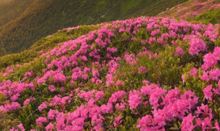 杜鹃花怎么施肥 杜鹃花施肥用什么肥