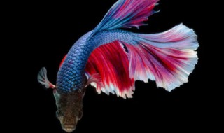 斗鱼吃什么食物最好 斗鱼吃什么食物