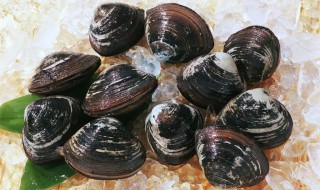 河里的贝壳吃什么食物 贝壳吃什么食物