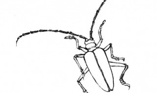 成年天牛吃什么食物 天牛吃什么食物