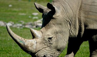 犀牛是濒危动物 犀牛是保护动物吗