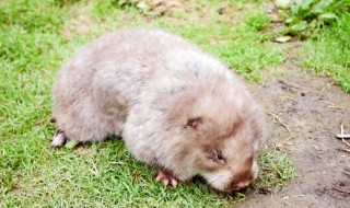 竹老鼠是国家保护动物吗 竹鼠是国家保护动物吗