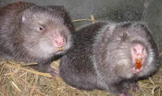 野生竹鼠是国家保护动物吗 野生竹鼠是保护动物吗