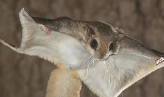 飞鼠是国家保护动物吗 飞鼠是国家保护动物吗