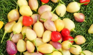 五彩椒种子发芽 五彩椒种子怎么催芽