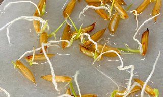 水稻种子催芽温度四十八度怎么办 水稻种子催芽温度