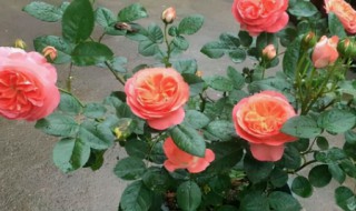 月季洛神好养吗 月季洛神如何养好