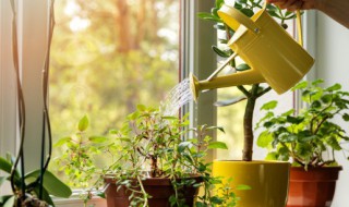 盆栽茉莉花怎么养家庭养法 如何养好盆栽茉莉花