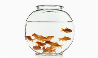 怎样才能养金鱼 如何能把金鱼养好