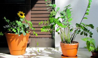 家门口绿植的摆放 家里正门口放什么绿植