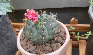 怎么样养仙人球 山东如何养好仙人球