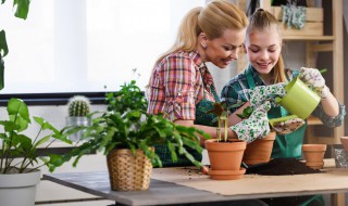 属猪家里摆放什么绿植 属猪家里放什么植物好