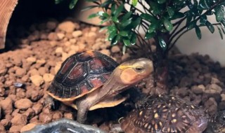 黄缘龟龟苗怎么养 如何养好黄缘龟苗