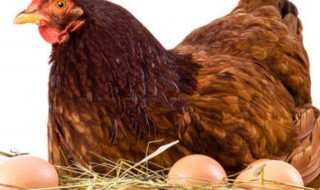 怎样养好产蛋鸡 如何养好蛋鸡