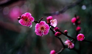 梅花的意思是什么意思 梅花代表着是什么意思