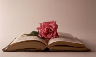 醉玲珑小说的介绍 醉玲珑小说剧情简介