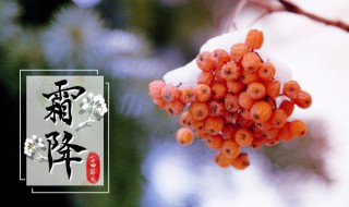 落霜歌曲简介 落霜歌词