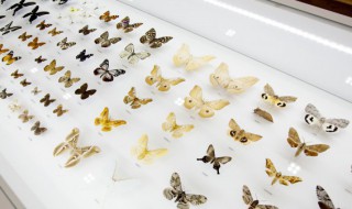 蝴蝶歌曲简介 蝴蝶歌词