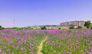 五月的花海歌曲介绍 五月的花海歌词