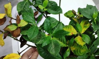 栀子花换盆后叶子蔫了的解决方法 栀子花换盆后叶子蔫了怎么办