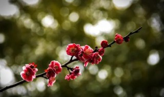 请问梅花为什么叶子打蔫了 请问梅花怎么叶子打蔫了