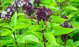 九层塔如何种植 九层塔种植方法和注意事项