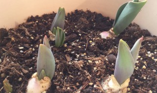 郁金香种植怎么低温处理 郁金香种植如何低温处理