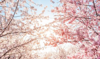 日本的国花是樱花吗 日本的国花是什么花