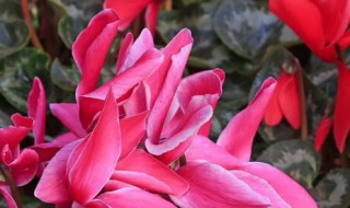 仙客来种子种植方法和注意事项有哪些 仙客来种子种植方法和注意事项
