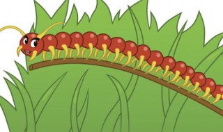 蜈蚣是不是昆虫 蜈蚣属于昆虫类吗