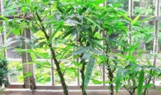 紫竹盆栽怎么养殖 紫竹盆栽养殖方法