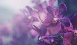 怎么种兰花 兰花如何种植方法