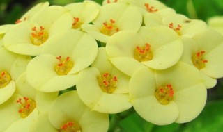 大花虎刺梅养殖步骤 大花虎刺梅的养殖方法