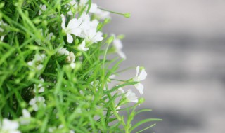 怎么种植满天星呢 满天星盆栽种植方法