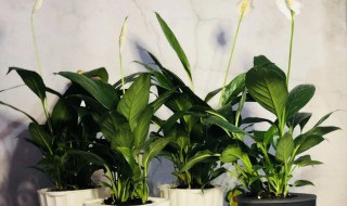 一帆风顺如何养殖 花卉一帆风顺养殖方法