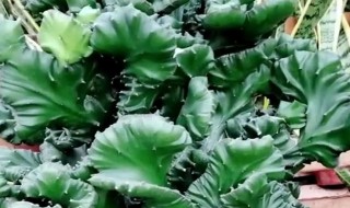 玉麒麟花如何养殖 玉麒麟花怎么养殖