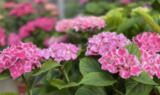 八仙绣球花的养殖方法有哪些 八仙绣球花的养殖方法