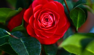 红山茶花的养殖方法是什么 红山茶花的养殖方法